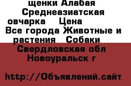 щенки Алабая (Среднеазиатская овчарка) › Цена ­ 15 000 - Все города Животные и растения » Собаки   . Свердловская обл.,Новоуральск г.